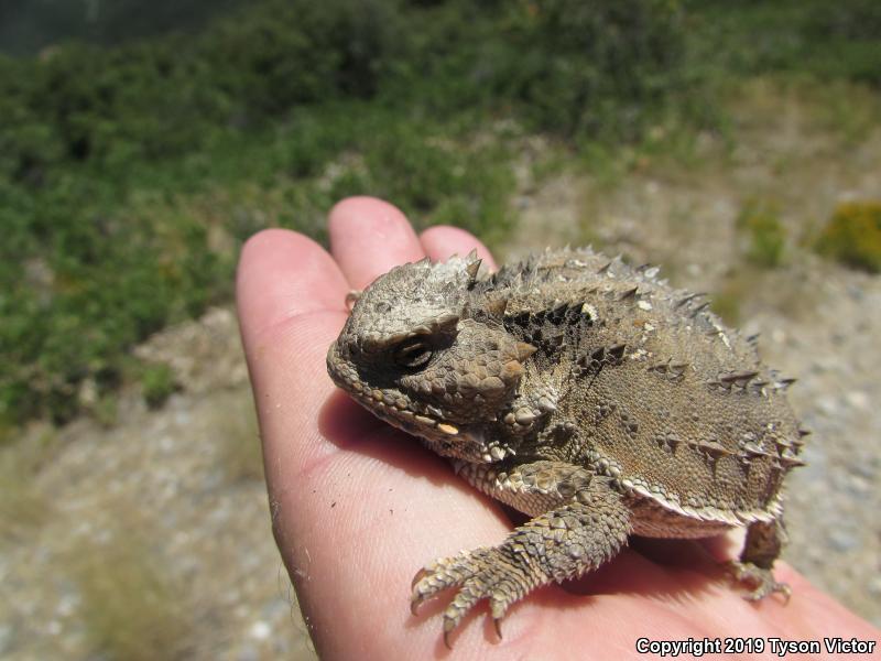 Hernandez's Short-horned Lizard (Phrynosoma hernandesi hernandesi)