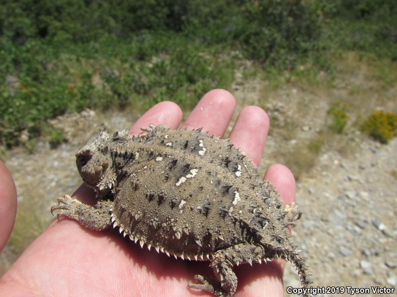 Hernandez's Short-horned Lizard (Phrynosoma hernandesi hernandesi)