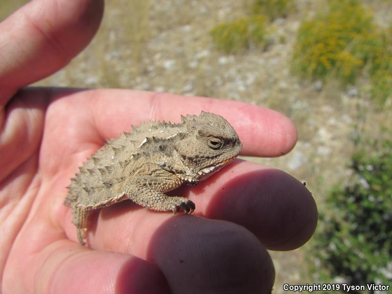 Hernandez's Short-horned Lizard (Phrynosoma hernandesi hernandesi)