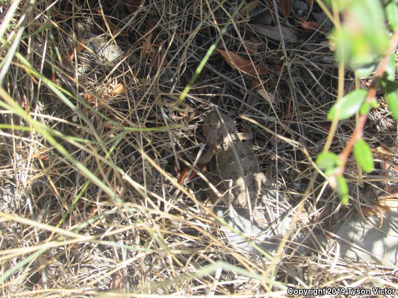 Hernandez's Short-horned Lizard (Phrynosoma hernandesi hernandesi)