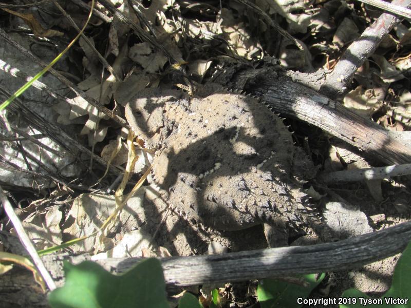 Hernandez's Short-horned Lizard (Phrynosoma hernandesi hernandesi)