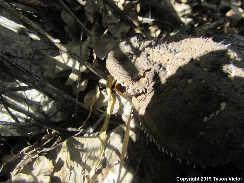 Hernandez's Short-horned Lizard (Phrynosoma hernandesi hernandesi)