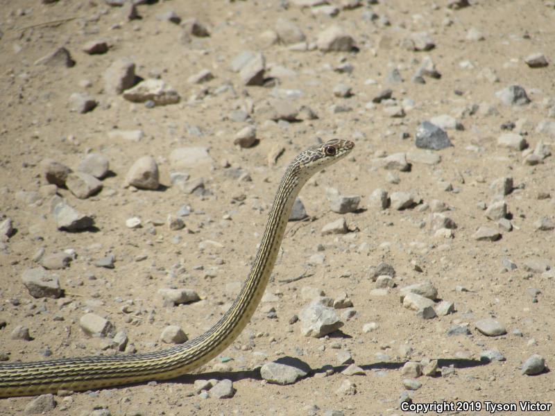 Desert Striped Whipsnake (Coluber taeniatus taeniatus)