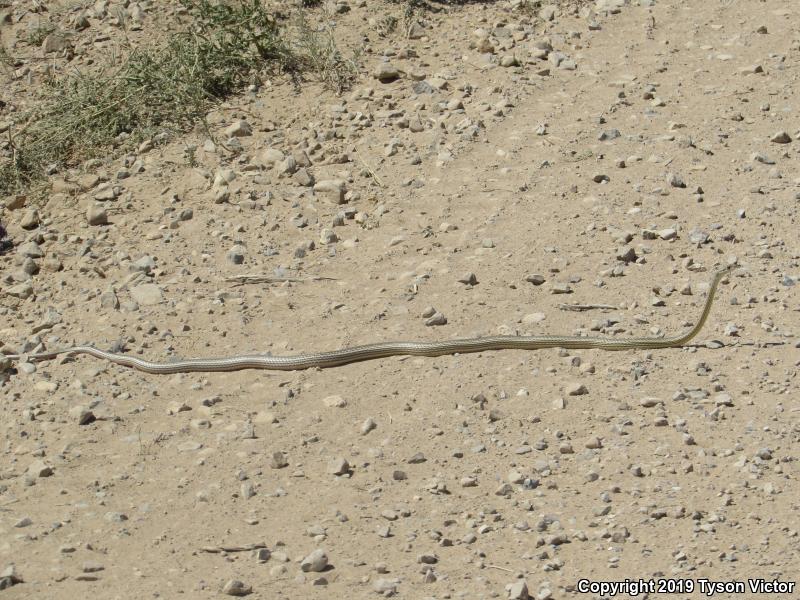 Desert Striped Whipsnake (Coluber taeniatus taeniatus)