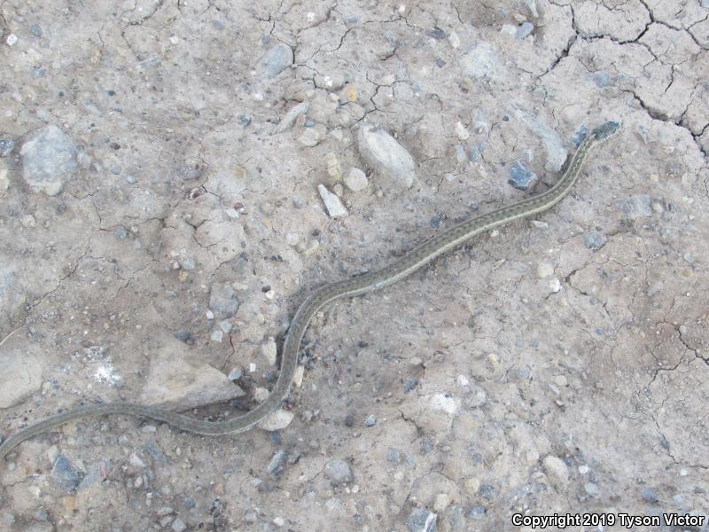 Wandering Gartersnake (Thamnophis elegans vagrans)