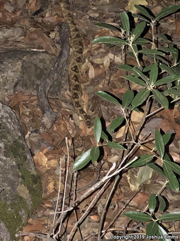 Northern Black-tailed Rattlesnake (Crotalus molossus molossus)