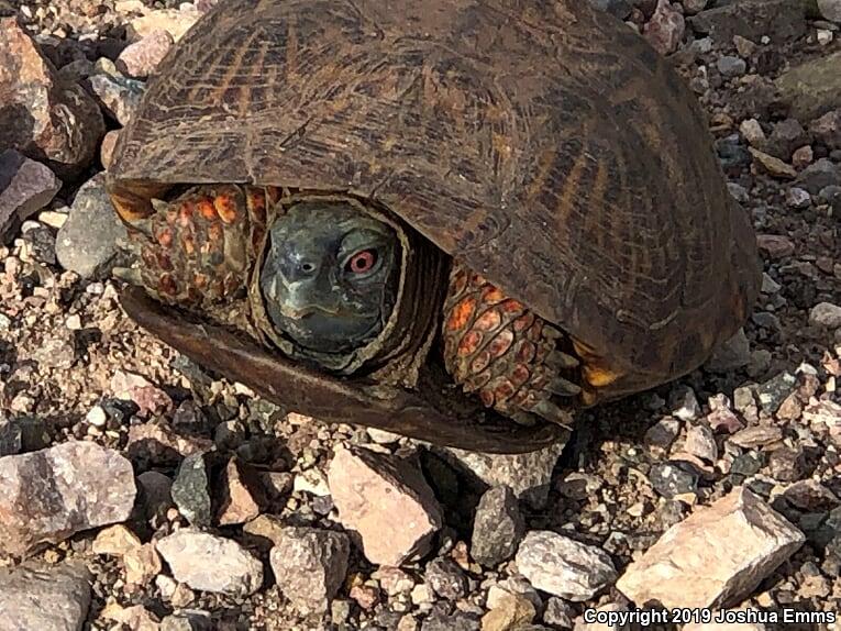 Desert Box Turtle (Terrapene ornata luteola)