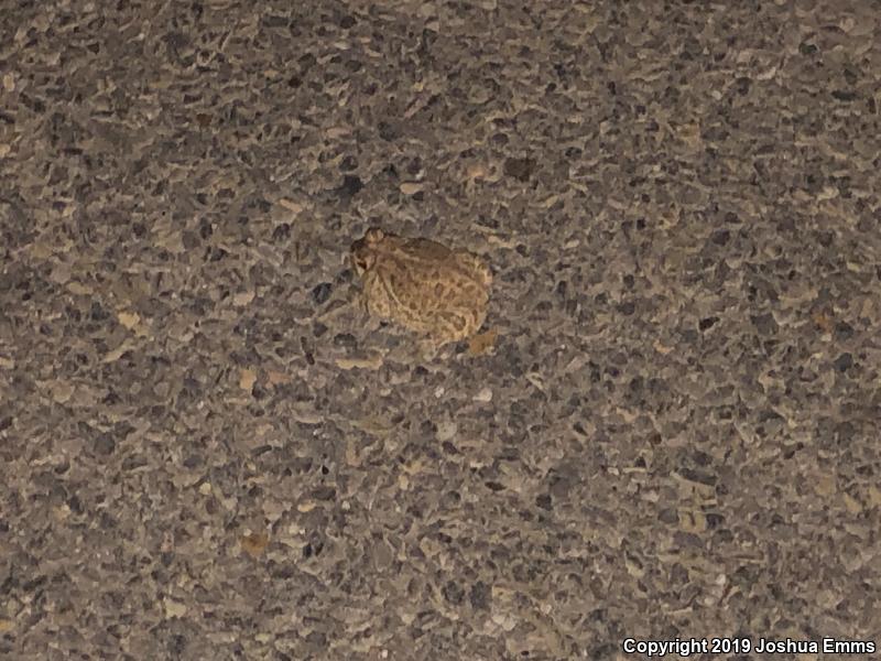 Great Plains Toad (Anaxyrus cognatus)