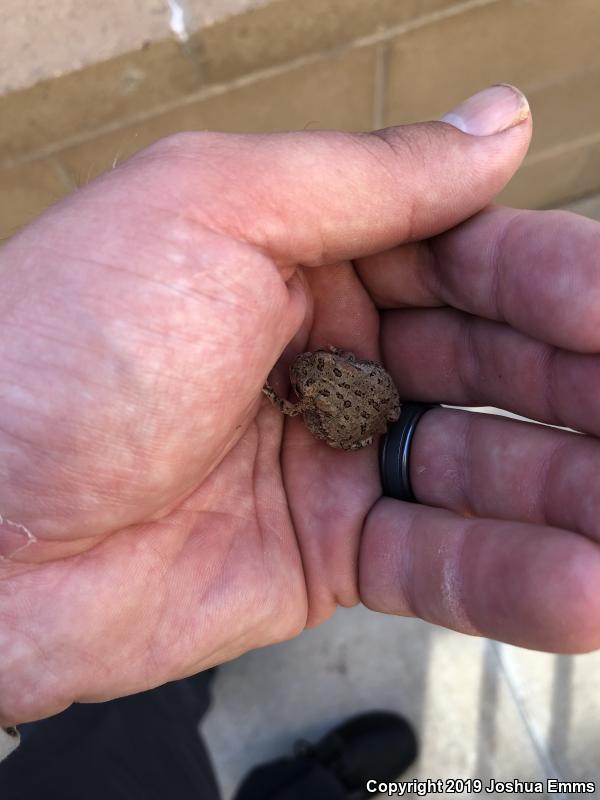 Woodhouse's Toad (Anaxyrus woodhousii woodhousii)