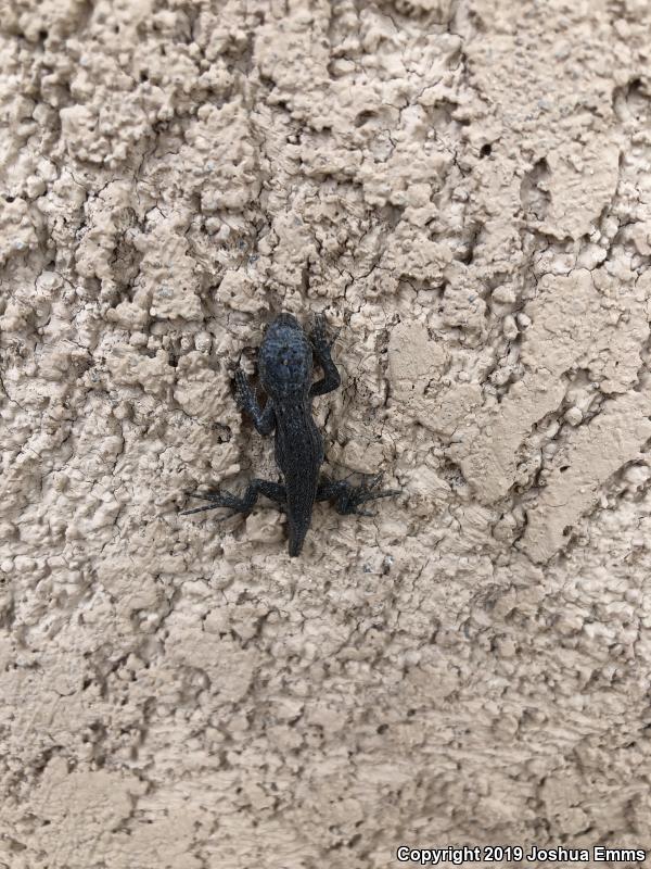 Southwestern Fence Lizard (Sceloporus cowlesi)