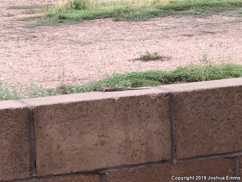 Southwestern Fence Lizard (Sceloporus cowlesi)