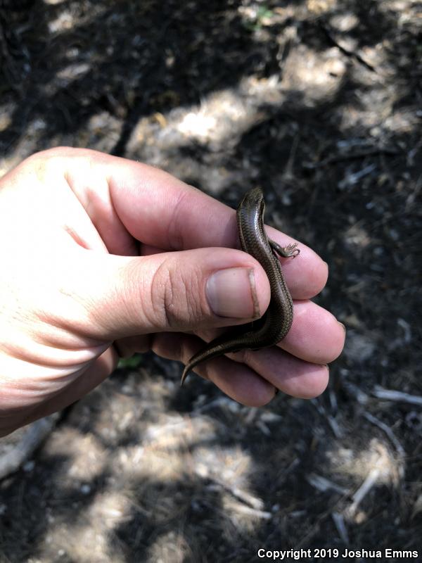 Variable Skink (Plestiodon multivirgatus epipleurotus)