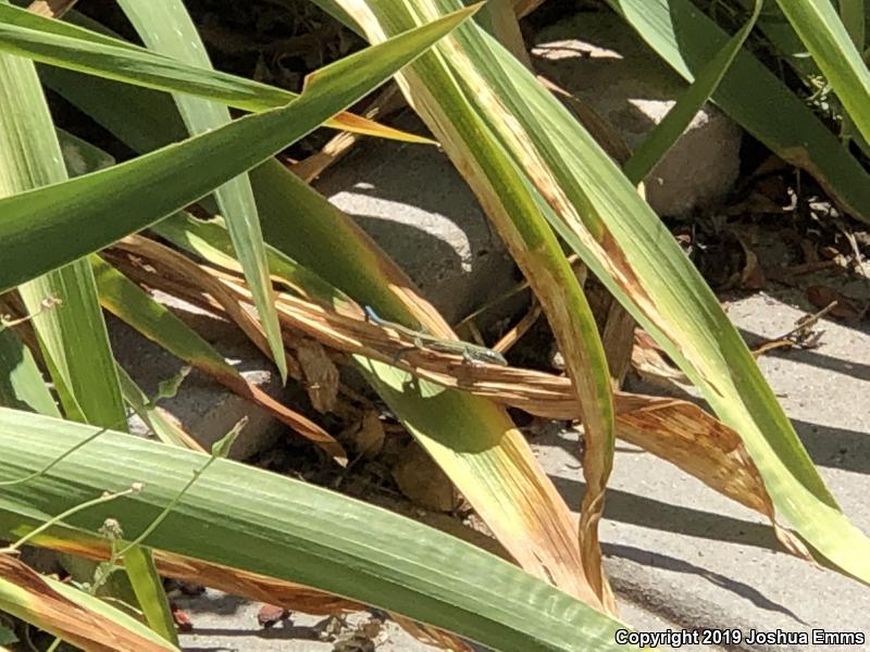 New Mexico Whiptail (Aspidoscelis neomexicana)