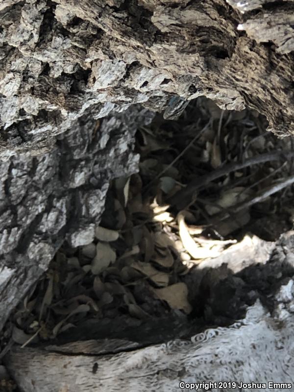 Schott's Tree Lizard (Urosaurus ornatus schottii)