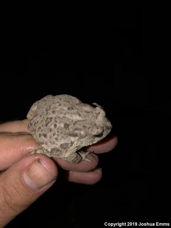 Arizona Toad (Anaxyrus microscaphus)