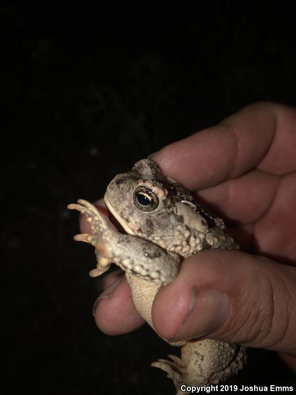 Arizona Toad (Anaxyrus microscaphus)