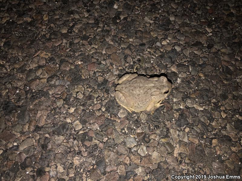 Arizona Toad (Anaxyrus microscaphus)