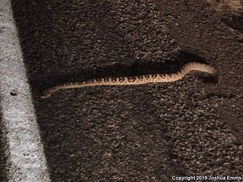 Northern Black-tailed Rattlesnake (Crotalus molossus molossus)