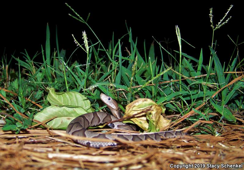 Copperhead (Agkistrodon contortrix)