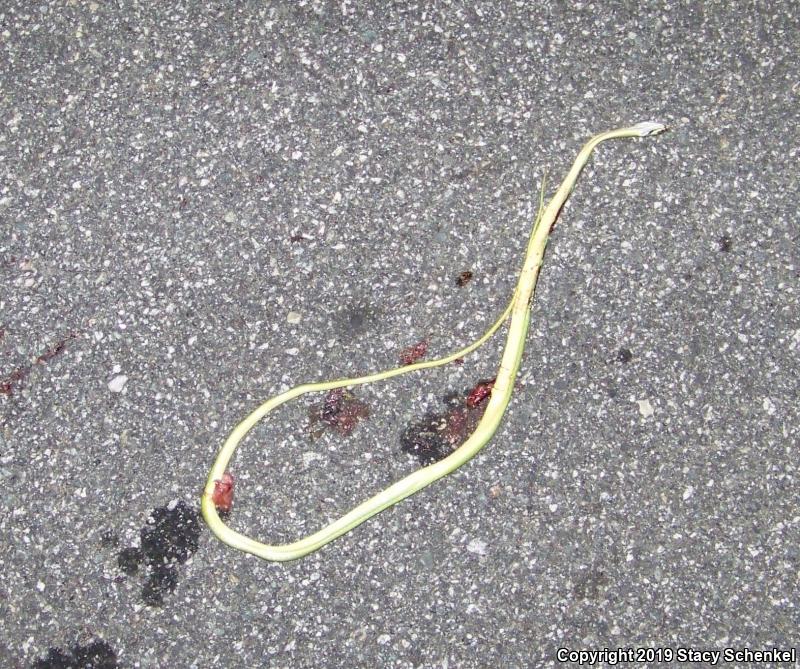 Rough Greensnake (Opheodrys aestivus)