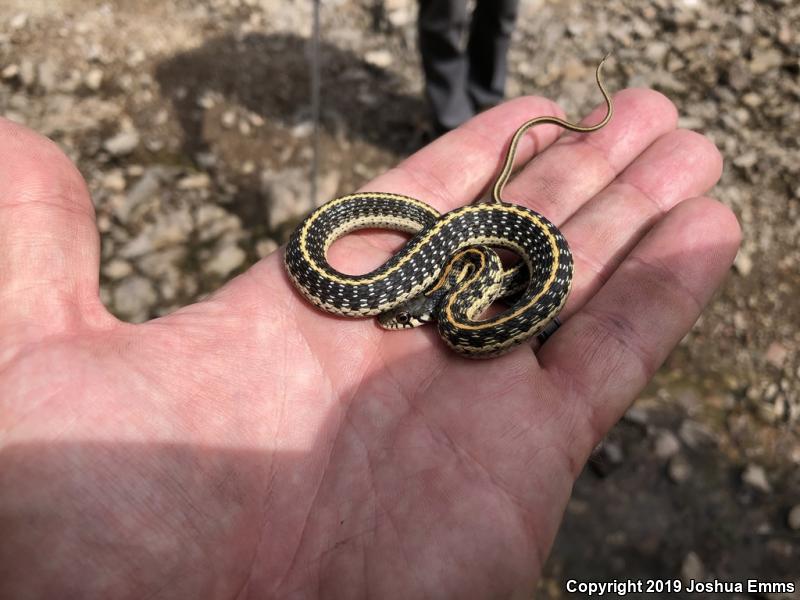 Western Black-necked Gartersnake (Thamnophis cyrtopsis cyrtopsis)