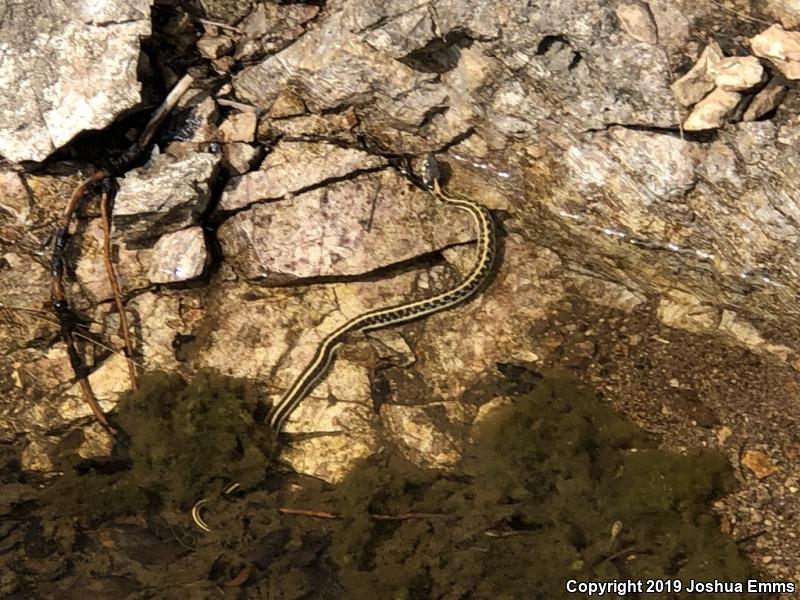 Western Black-necked Gartersnake (Thamnophis cyrtopsis cyrtopsis)