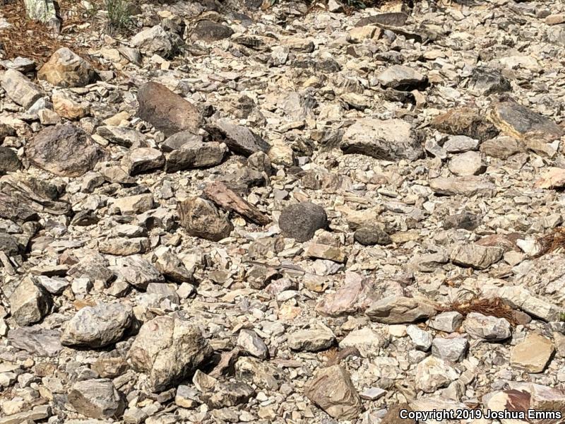 Desert Grassland Whiptail (Aspidoscelis uniparens)