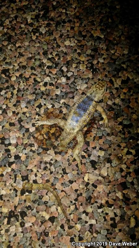 Purple-backed Spiny Lizard (Sceloporus magister magister)