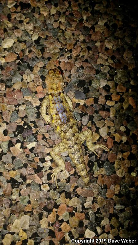 Purple-backed Spiny Lizard (Sceloporus magister magister)