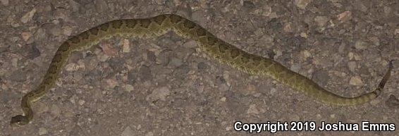 Mohave Rattlesnake (Crotalus scutulatus scutulatus)