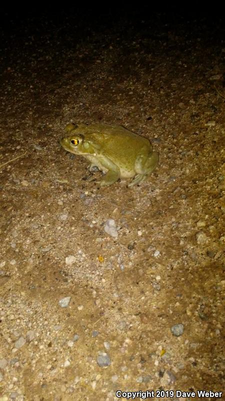 Sonoran Desert Toad (Ollotis alvaria)