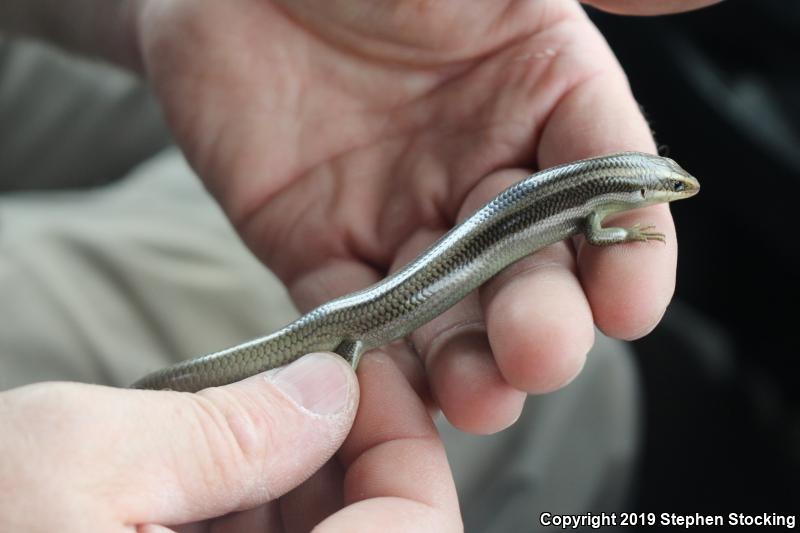 Western Redtail Skink (Plestiodon gilberti rubricaudatus)