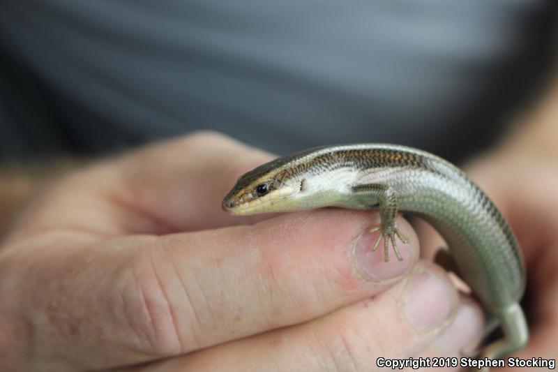 Western Redtail Skink (Plestiodon gilberti rubricaudatus)