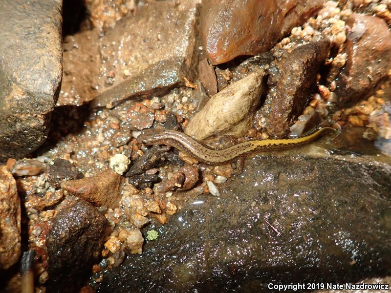 Northern Two-lined Salamander (Eurycea bislineata)