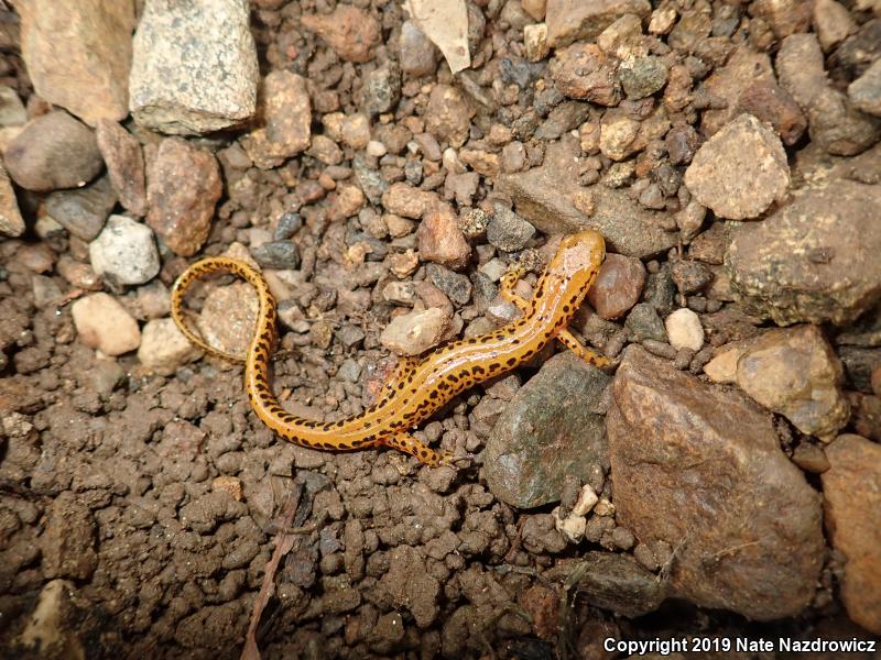 Long-tailed Salamander (Eurycea longicauda longicauda)