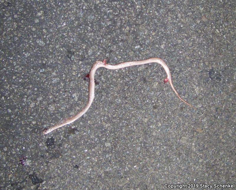 Dekay's Brownsnake (Storeria dekayi)