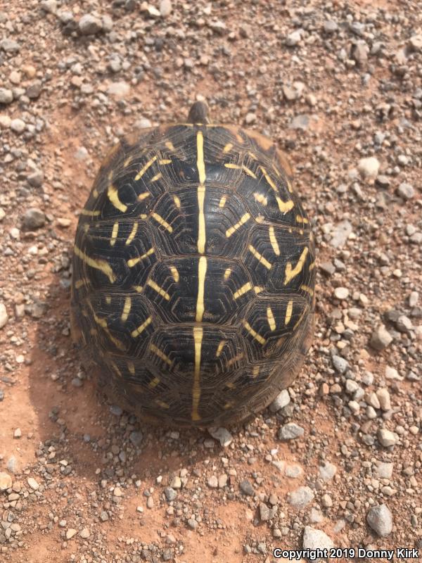 Ornate Box Turtle (Terrapene ornata ornata)