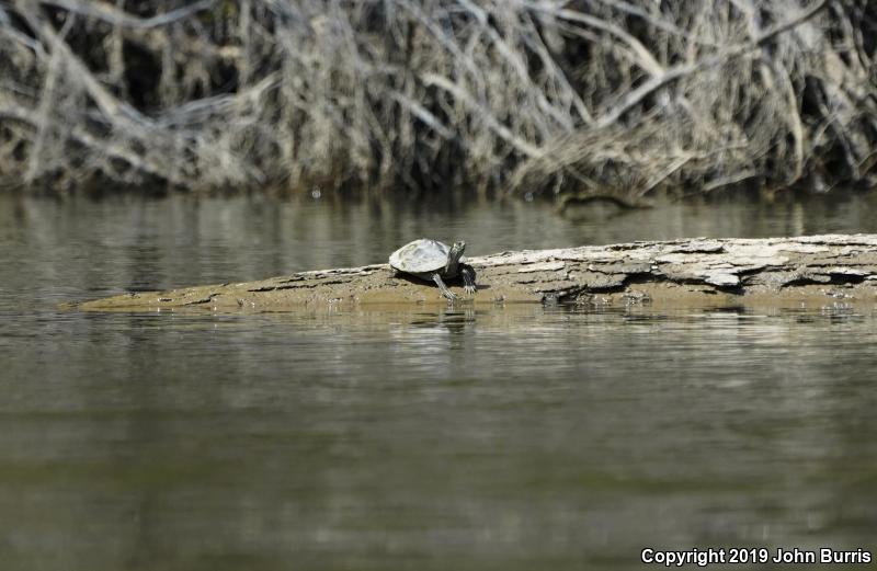 Ouachita Map Turtle (Graptemys ouachitensis ouachitensis)