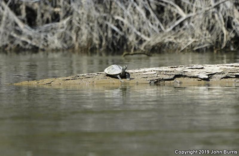 Ouachita Map Turtle (Graptemys ouachitensis ouachitensis)