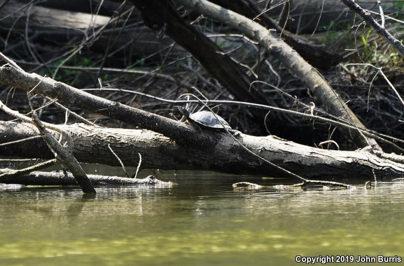 Ouachita Map Turtle (Graptemys ouachitensis ouachitensis)