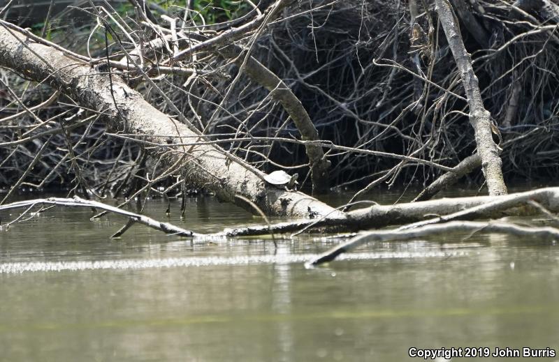 Ouachita Map Turtle (Graptemys ouachitensis ouachitensis)