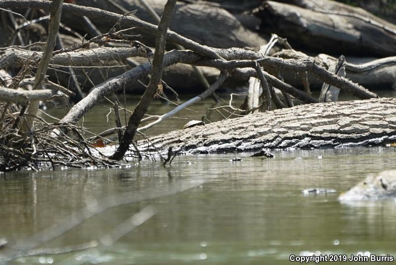 Ouachita Map Turtle (Graptemys ouachitensis ouachitensis)