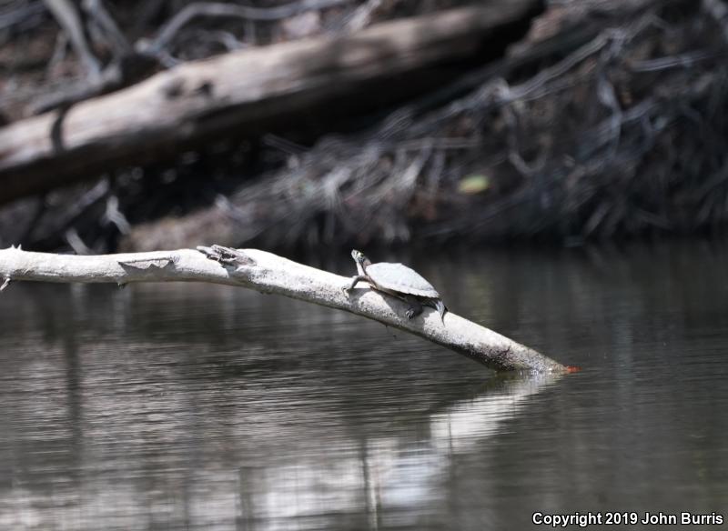 Ouachita Map Turtle (Graptemys ouachitensis ouachitensis)