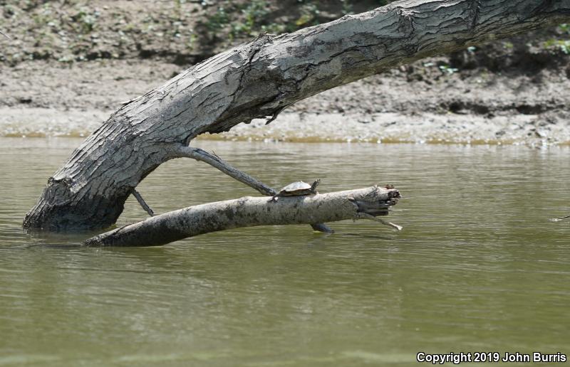 Ouachita Map Turtle (Graptemys ouachitensis ouachitensis)