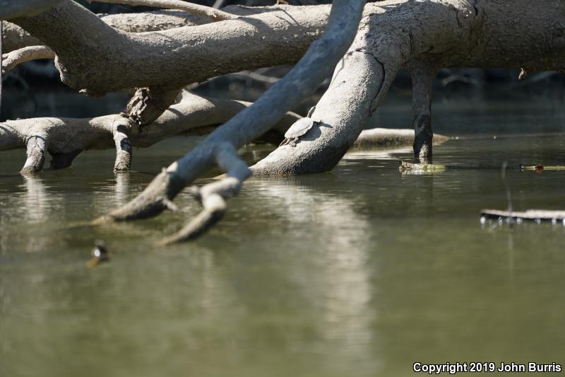 Ouachita Map Turtle (Graptemys ouachitensis ouachitensis)