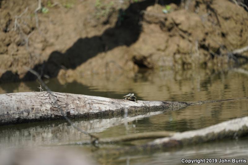 Ouachita Map Turtle (Graptemys ouachitensis ouachitensis)