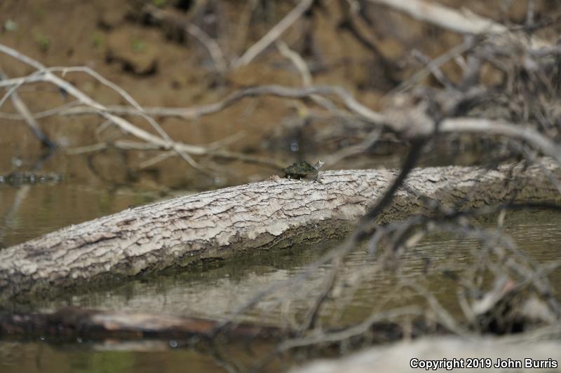 Ouachita Map Turtle (Graptemys ouachitensis ouachitensis)