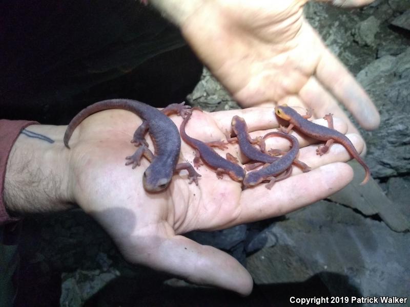 Sierra Newt (Taricha torosa sierrae)