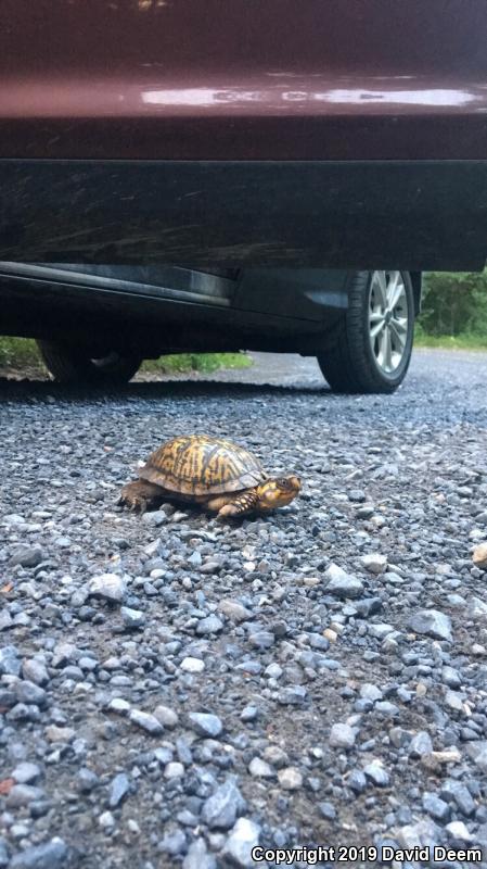 Eastern Box Turtle (Terrapene carolina carolina)