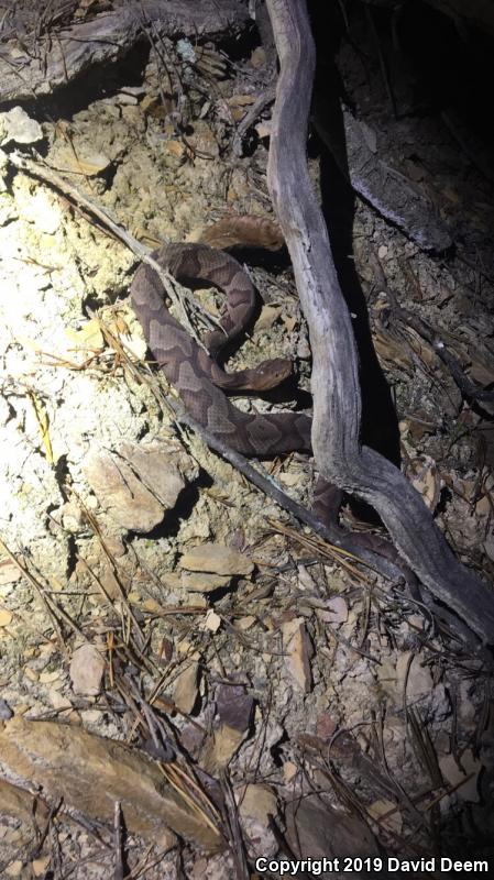 Northern  Copperhead (Agkistrodon contortrix mokasen)